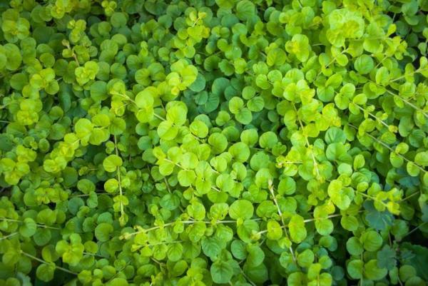 Winter Outdoor Plants for Pots - Kidney weed