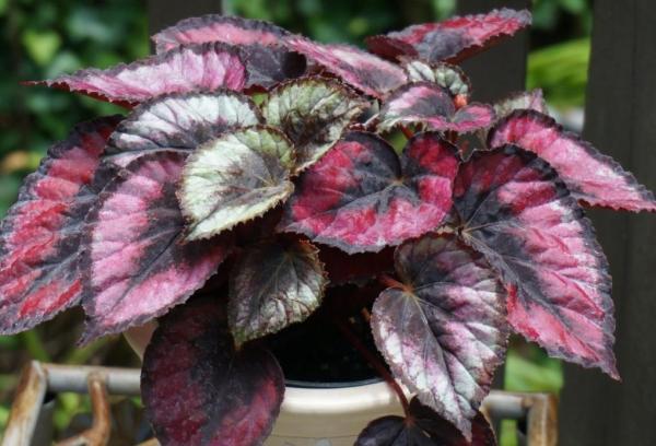 Plants With Colorful Leaves - Bright Foliage Plants - King begonia (Begonia rex)