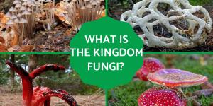 Kingdom Fungi Definition and Examples in Biology