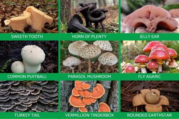 Kingdom Fungi Definition and Examples in Biology -