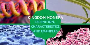 Kingdom Monera Definition and Characteristics in Biology