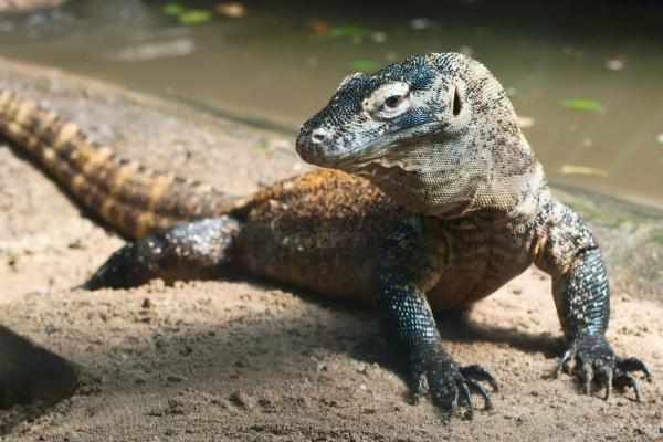 Different Types of Lizards - Komodo dragon
