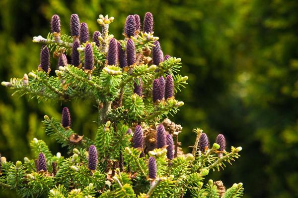 Different Types of Fir Trees - Korean fir (Abies koreana)
