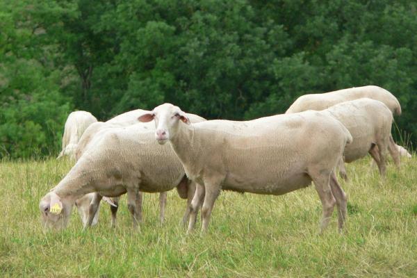 Different Kinds of Sheep Breeds - Lacaune sheep