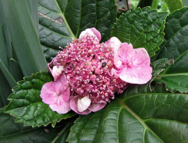 What Are the Different Types of Hydrangeas? - Lacecap (Hydrangea macrophylla normalis)