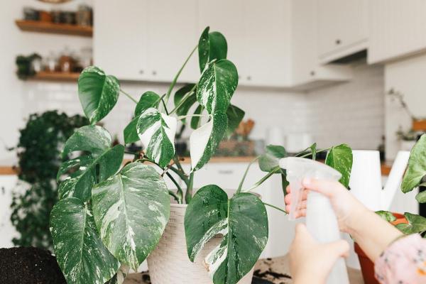 Why Are My Monstera Leaves Turning Yellow? - Lack of environmental humidity