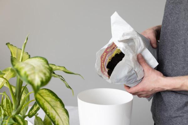 Why is My Dumbcane Turning Yellow? - Lack of iron
