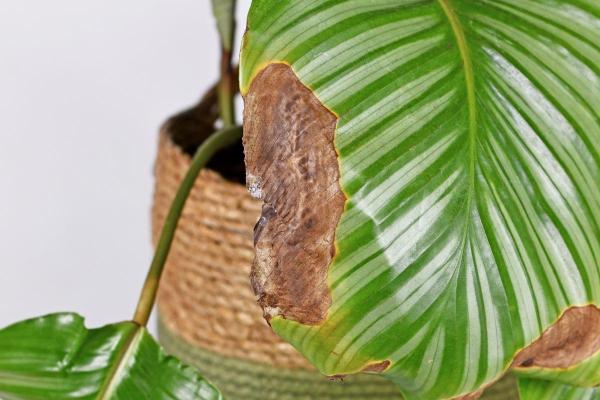 My Calathea Has Yellow Leaves - Lack of nutrients