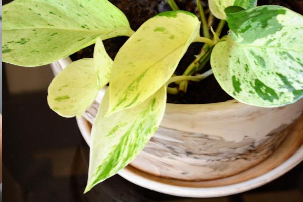 Why Is My Pothos Not Growing Much? - Lack of nutrients