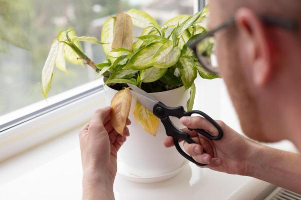 Why is My Dumbcane Turning Yellow? - Lack of water