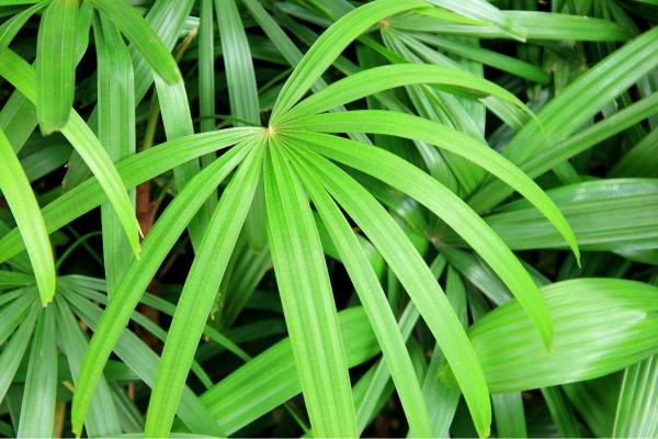 The Best Partial-Shade Plants - Lady palms