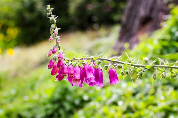 Purple Flowering Plants for Your Home or Garden - Lady's glove