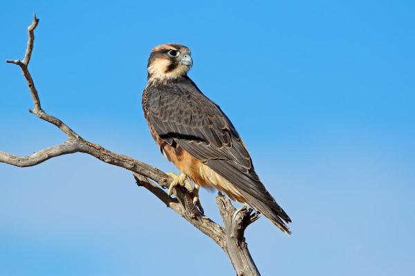 Different Kinds of Falcons With Pictures - Lanner falcon (Falco biarmicus)