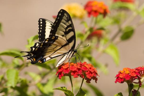 Flowers That Attract Hummingbirds - Lantanas