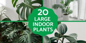 Large and Hardy Indoor Plants