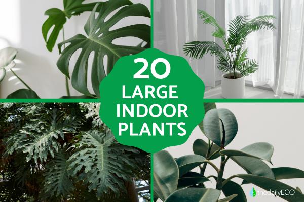 Large and Hardy Indoor Plants