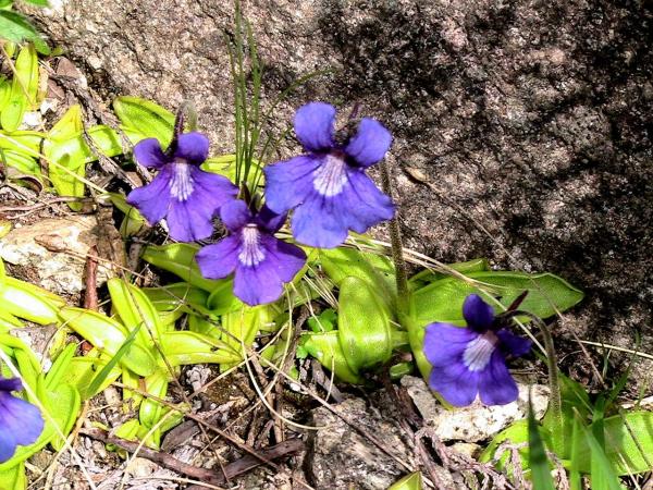 Types of Carnivorous Plants - Large-flowered butterwort (Pinguicula grandiflora)