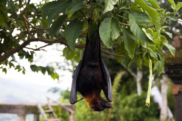 Largest Bats in the World - Large flying fox
