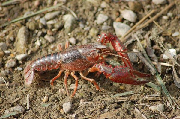 Invertebrate Animals - Examples and Characteristics - Large invertebrates (macroinvertebrates)