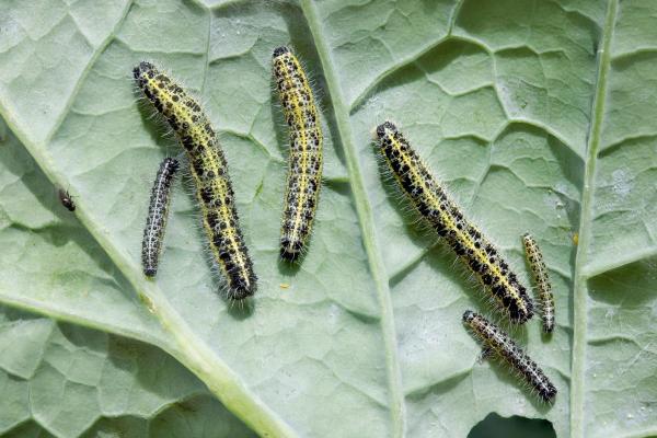 Different Types of Caterpillars - Large white (Pieris brassicae)
