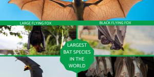 Largest Bats in the World