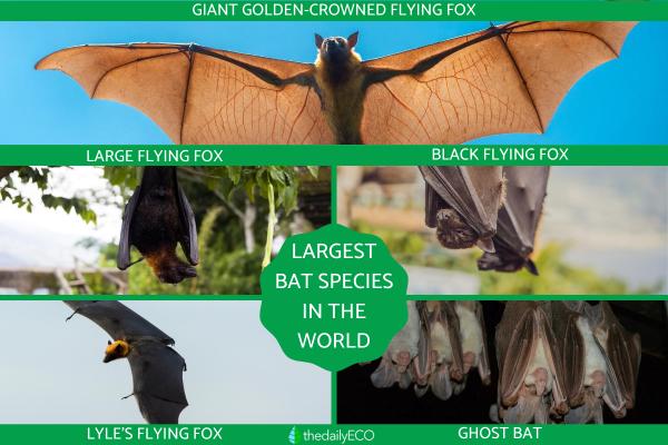 Largest Bats in the World