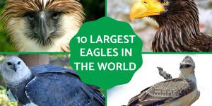 Largest Eagles in the World