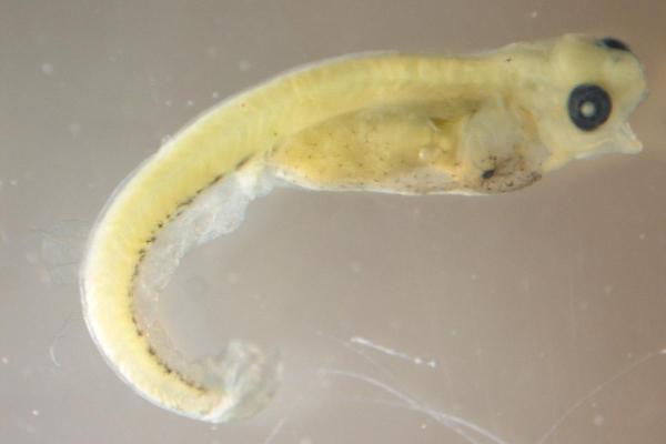 How Do Fish Grow? - Fish Life Cycle - Larval stage
