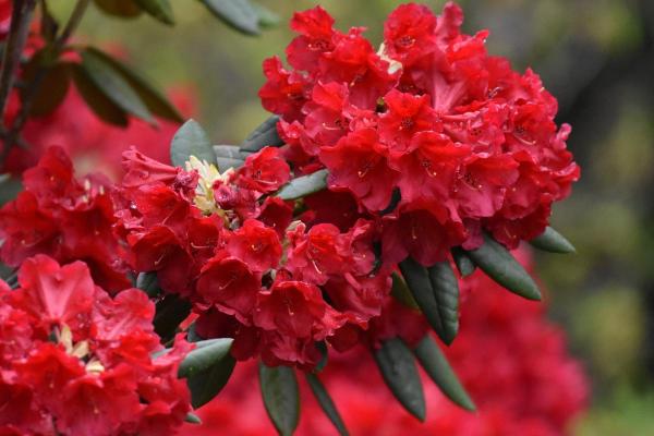 10 Flowers That Bloom in May - Late-Blooming Azaleas (Rhododendron spp.)