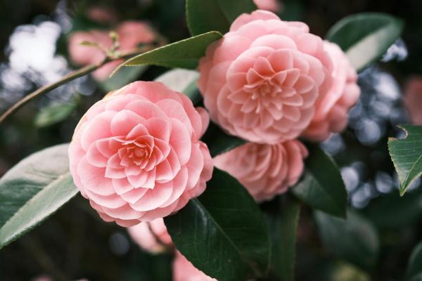 Flowers in Season in March - Late-flowering camellias (Camellia spp.)