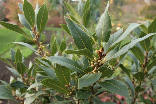 Plants That Repel Mosquitoes - Laurel (Laurus nobilis)