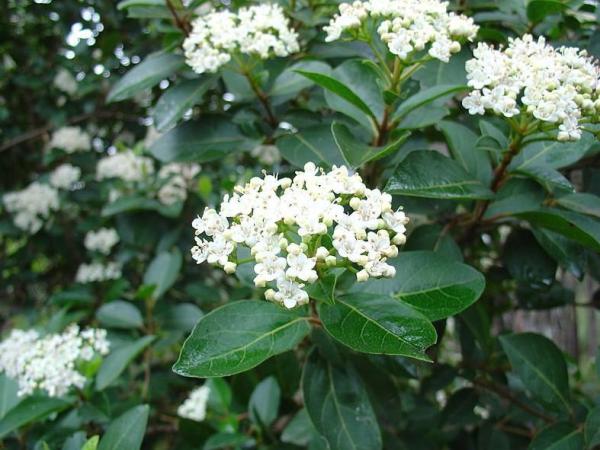 Winter Outdoor Plants for Pots - laurustinus