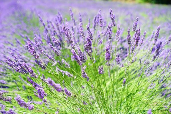 Low Maintenance Plants for Full Sun Gardens - Lavender