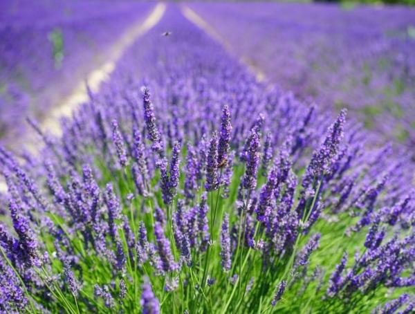 Purple Flowering Plants for Your Home or Garden - Lavender