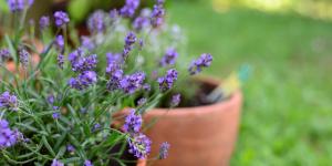 Lavender for Pots Care Guide