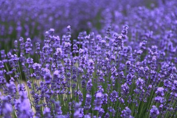 Plants With Flowers That Bloom All Year - Lavender (Lavandula angustifolia)