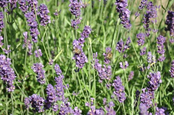 Plants That Repel Mosquitoes - Lavender (Lavandula spica)