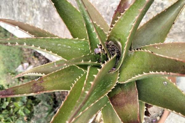 Is Your Aloe Vera Sick? - Causes and Solutions - Leaf spot disease