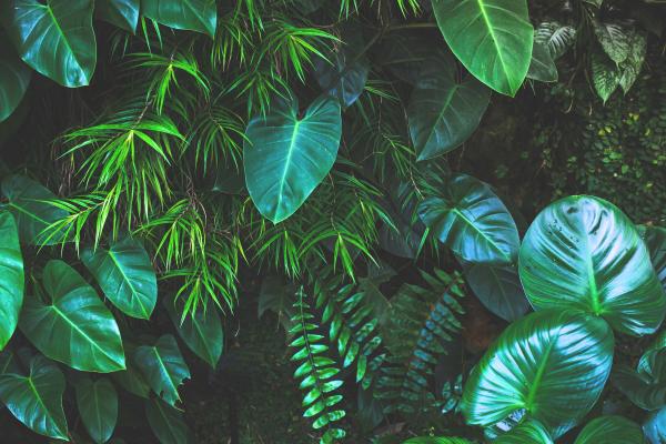 Parts of a Plant and Their Functions - Leaves