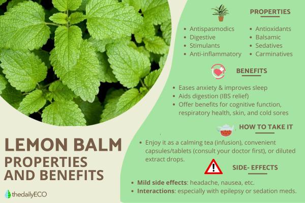 Lemon Balm - Benefits, Uses & Safety Guide