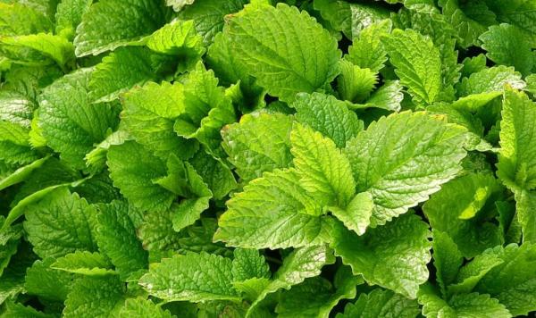 Plants That Smell Like Lemon - Lemon balm (Melissa officinalis)