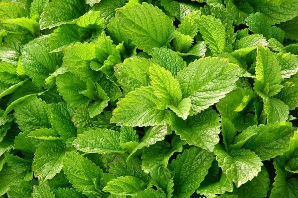 Plants That Repel Mosquitoes - Lemon balm (Melissa officinalis)
