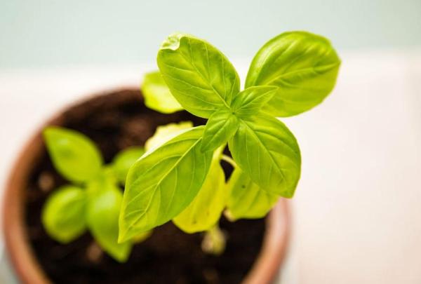 Plants That Smell Like Lemon - Lemon Basil (Ocimum x citriodorum)