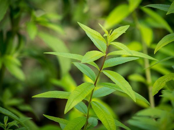 Plants That Smell Like Lemon - Lemon beebrush (Aloysia citrodora)