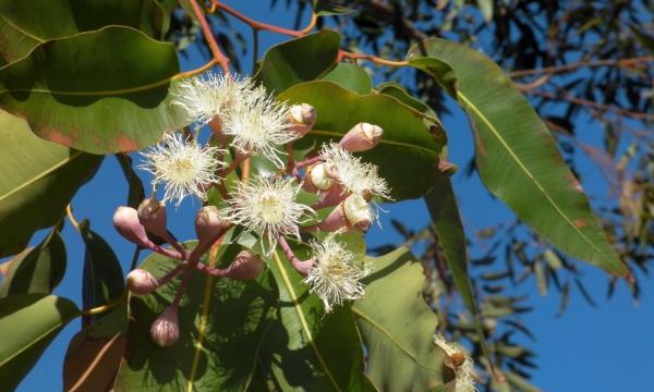 Plants That Smell Like Lemon - Lemon ironbark (Eucalyptus staigeriana)