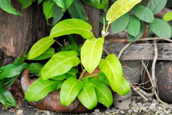 Types of Philodendron With Pictures - Lemon lime philodendron (Philodendron hederaceum ‘Lemon Lime’)