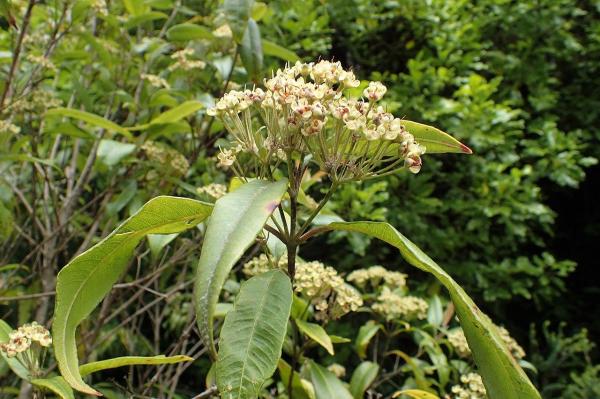 Plants That Smell Like Lemon - Lemon myrtle (Backhousia citriodora)