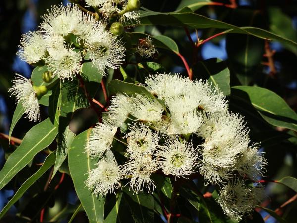 Plants That Smell Like Lemon - Lemon-scented gum (Corymbia citriodora)