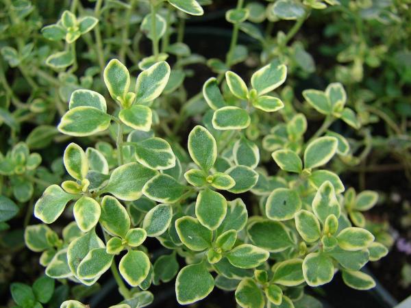 Plants That Smell Like Lemon - Lemon thyme (Thymus citriodorus)