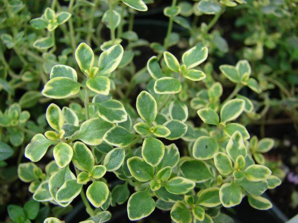 Plants That Repel Mosquitoes - Lemon thyme (Thymus citriodorus)